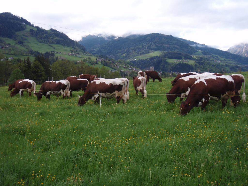 Palfnerhof Appartements Sankt Johann im Pongau Luaran gambar